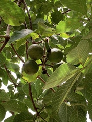 Caryocar brasiliense