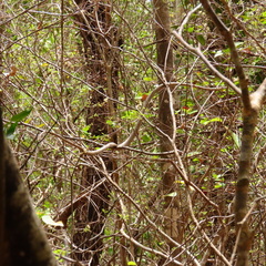 Langaha madagascariensis