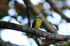 Myiozetetes granadensis