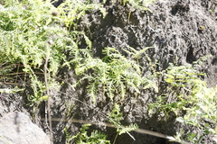 Sticherus umbraculifer