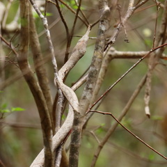 Langaha madagascariensis
