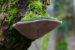Phellinus igniarius