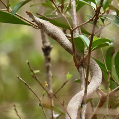 Langaha madagascariensis