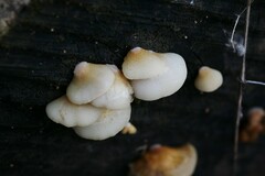 Crepidotus mollis