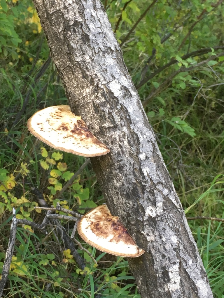 Daedaleopsis confragosa · September 2018 · photo: © dschigel (iNaturalist, cc-by)