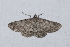 Cleora repulsaria