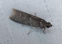 Ectomyelois ceratoniae