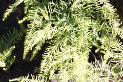 Sticherus umbraculifer