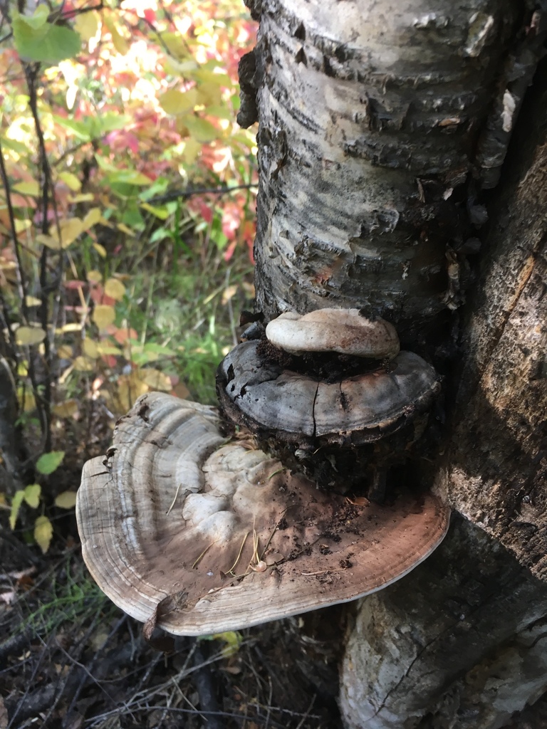 Ganoderma applanatum · September 2018 · photo: © dschigel (iNaturalist, cc-by)