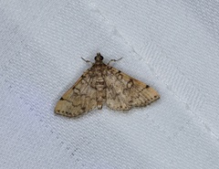 Lamprosema tampiusalis