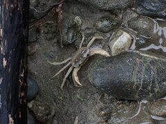 Geothelphusa cinerea