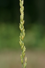 Festuca filiformis