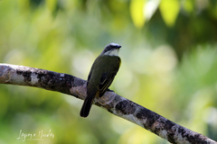 Myiozetetes granadensis