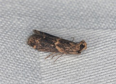 Mesciniadia infractalis