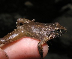 Limnonectes hascheanus