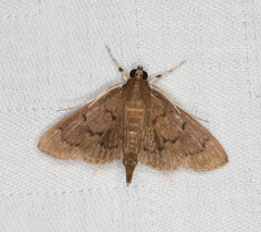 Omiodes tristrialis