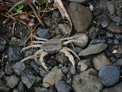 Geothelphusa cinerea