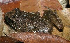 Limnonectes hascheanus