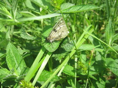 Parnassius mnemosyne