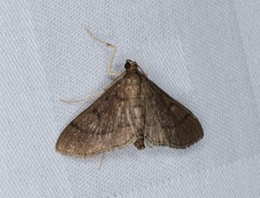 Almonia