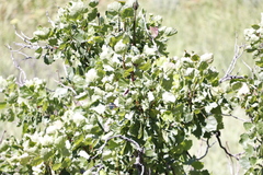 Greyia sutherlandii