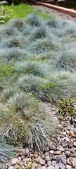 Festuca glauca