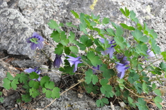Aquilegia saximontana