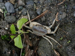 Geothelphusa cinerea