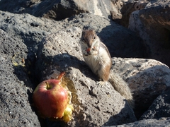 Atlantoxerus getulus