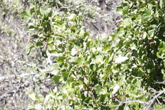 Greyia sutherlandii