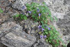 Aquilegia saximontana