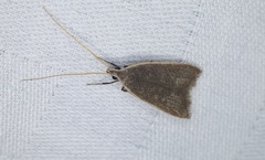 Homaloxestis multidentalis