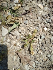 Sclerochloa dura