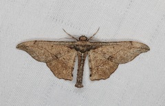 Hyposidra infixaria