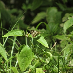 Heliopetes omrina