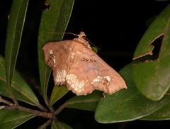 Lopharthrum comprimens