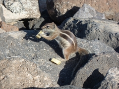 Atlantoxerus getulus