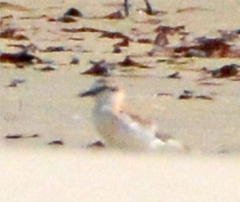 Charadrius marginatus