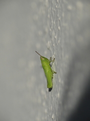 Acrididae