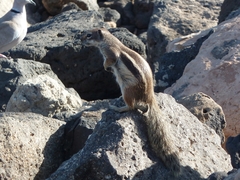 Atlantoxerus getulus