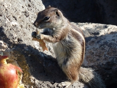 Atlantoxerus getulus