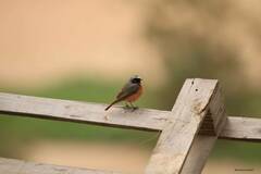 Phoenicurus phoenicurus
