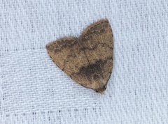 Anachrostis