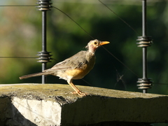 Turdus libonyana
