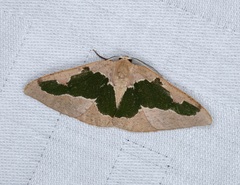 Celenna festivaria