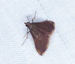 Endotricha olivacealis