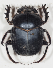 Scarabaeus isidis