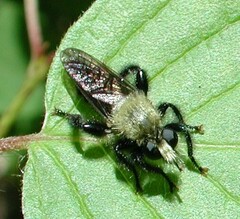 Laphria flavicollis