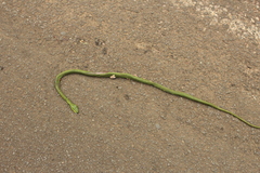 Philothamnus natalensis