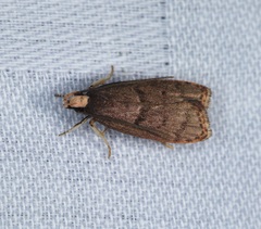 Epichostis